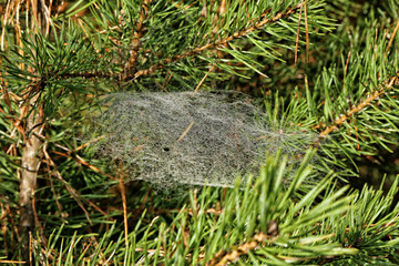 Light spider web between needles of the spruce