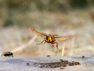 Hornisse (Vespa crabro) und Ameisen