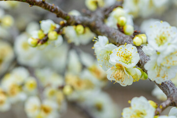 春うらら仙台の梅の共演
