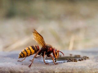 Hornisse (Vespa crabro) und Ameisen