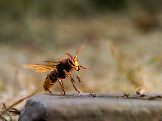 Hornisse (Vespa crabro) und Ameisen