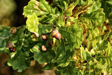 Detail of oak tree acorn  between leafs