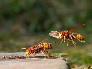 Hornisse (Vespa crabro) und Ameisen