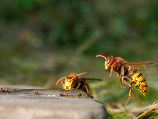 Hornisse (Vespa crabro) und Ameisen