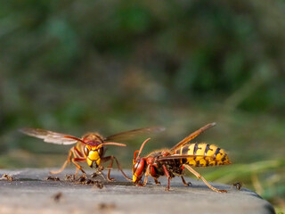Hornisse (Vespa crabro) und Ameisen