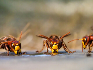 Hornisse (Vespa crabro) und Ameisen