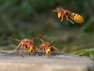 Hornisse (Vespa crabro) und Ameisen