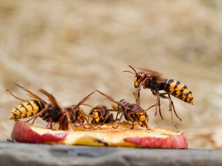 Hornisse (Vespa crabro) und Ameisen
