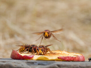 Hornisse (Vespa crabro) und Ameisen