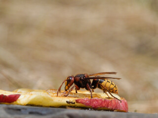 Hornisse (Vespa crabro) und Ameisen