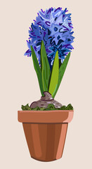 Vector illustration of blue hyacinth in a pot isolated on light background. Houseplant.