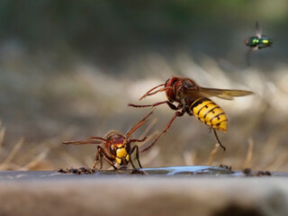 Hornisse (Vespa crabro) und Ameisen