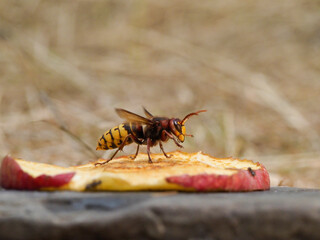 Hornisse (Vespa crabro) 