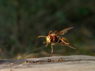 Hornisse (Vespa crabro) und Ameisen