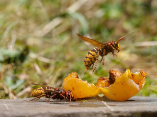 Hornisse (Vespa crabro) 