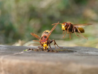 Hornisse (Vespa crabro) und Ameisen