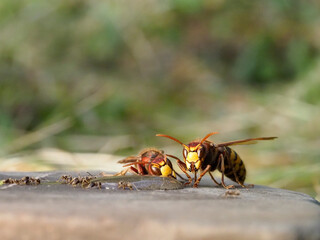Hornisse (Vespa crabro) und Ameisen