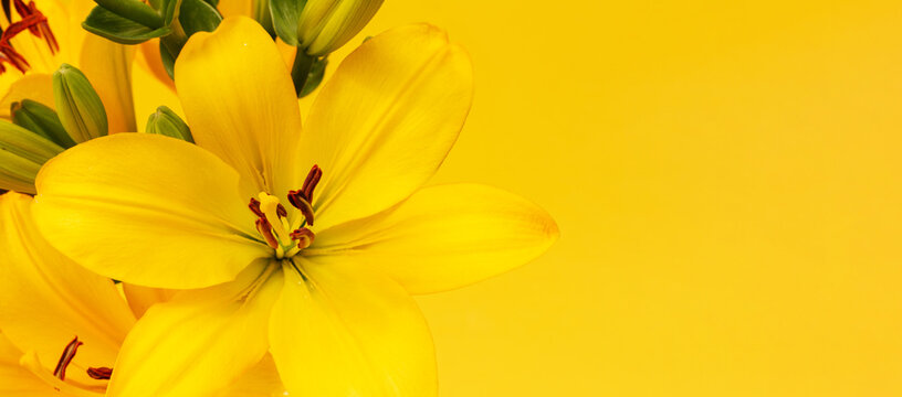 yellow lily flowers close-up on a yellow background with copy space