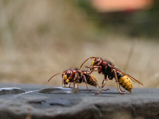 Hornisse (Vespa crabro) 