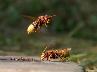 Hornisse (Vespa crabro) und Ameisen