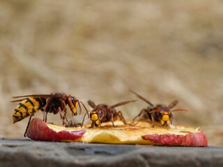 Hornisse (Vespa crabro) 