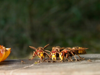 Hornisse (Vespa crabro) und Ameisen