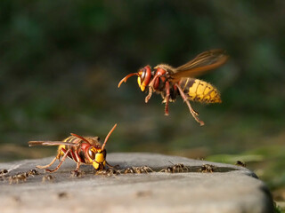 Hornisse (Vespa crabro) und Ameisen