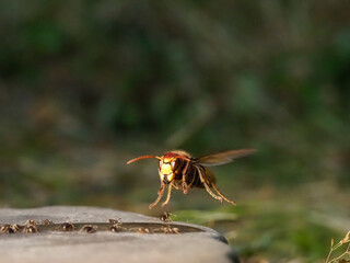 Hornisse (Vespa crabro) und Ameisen