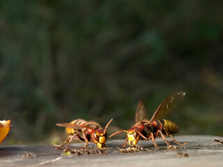 Hornisse (Vespa crabro) und Ameisen