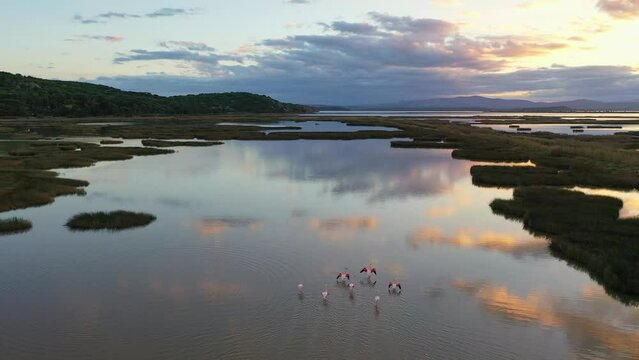 d&eacute;collage et vol de flamants rosse suivi par drone au dessus d'un marais salant avec une v&eacute;g&eacute;tation verte et des montagnes dans le sud de la France au coucher du soleil 
