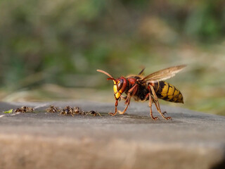 Hornisse (Vespa crabro) und Ameisen