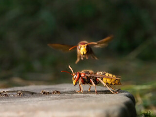 Hornisse (Vespa crabro) und Ameisen