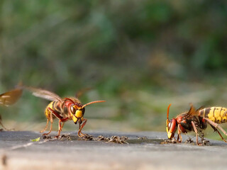 Hornisse (Vespa crabro) und Ameisen