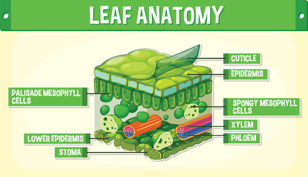 Internal structure of leaf diagram