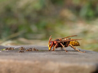 Hornisse (Vespa crabro) und Ameisen
