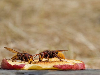 Hornisse (Vespa crabro) 