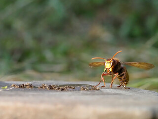 Hornisse (Vespa crabro) und Ameisen