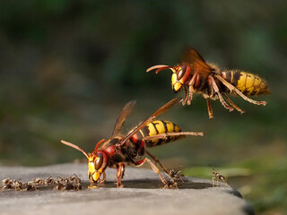 Hornisse (Vespa crabro) und Ameisen