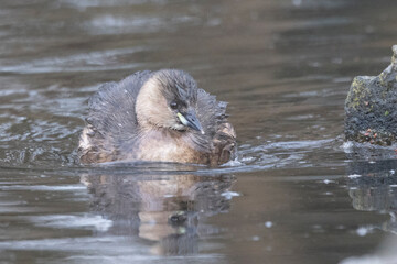 Obraz premium Zwergtaucher&nbsp;(Tachybaptus ruficollis)