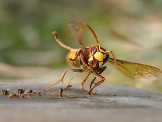 Hornisse (Vespa crabro) und Ameisen