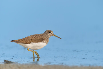 Fine art portrait of the green sandpiper at sunrise (Tringa ochropus)