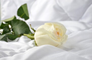 Beige rose on a white blanket. White background.