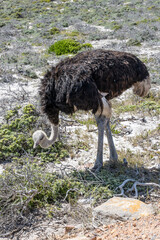 male ostrich at Cape of Good Hope, Cape Town