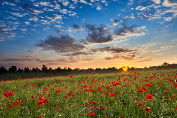 A field of red poppies and cornflowers on the background of the forest  in the morning.