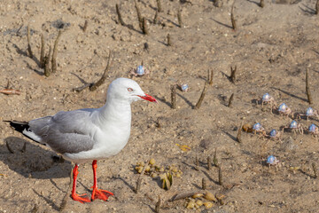 Silver Gull on the san with crabs, Narooma, NSW, January 2023