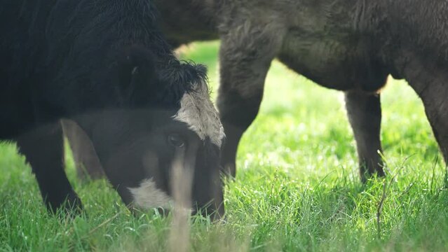Close up of Stud Beef bulls and cows grazing on grass in a field, in Australia. breeds include speckled park, murray grey, angus, brangus and wagyu.