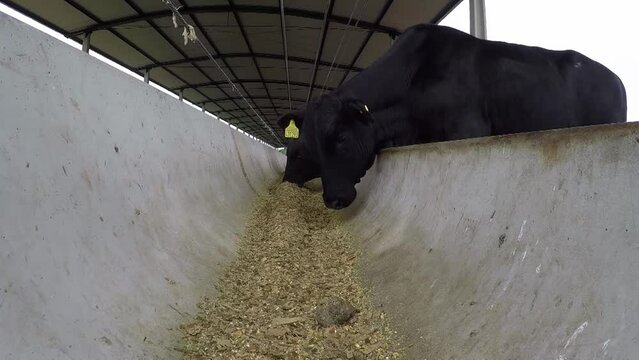 Weary Black Dexter Cattle Eat Feed from Farm Shed Trough, Low Angle