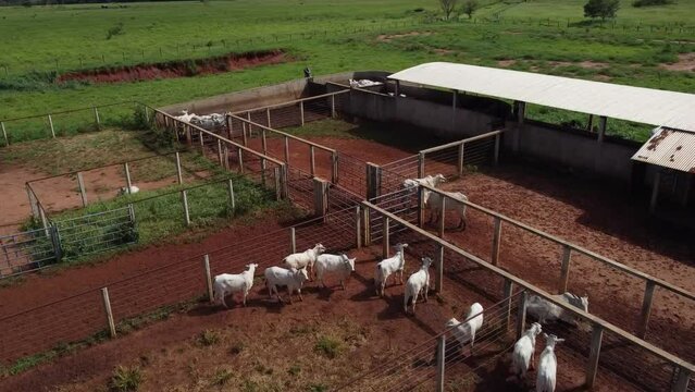 Aerial view over a cattle farm where the lifestock is standing in the corrals. Drone shot