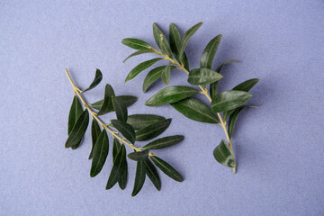 Olive twigs with fresh green leaves on violet background, flat lay