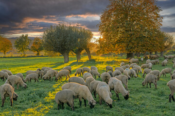 Obraz premium Schafherde Herbstl mit Sonnenstrahlen